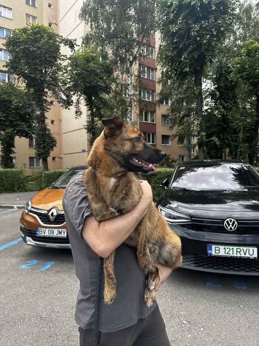 Ofer spre adoptie pui de caine