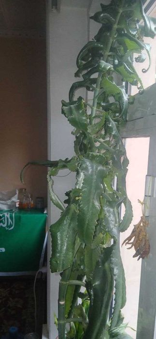 каланхое, отдам даром