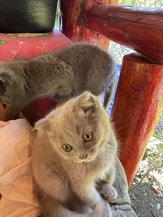 Pisoiași Scottish Fold