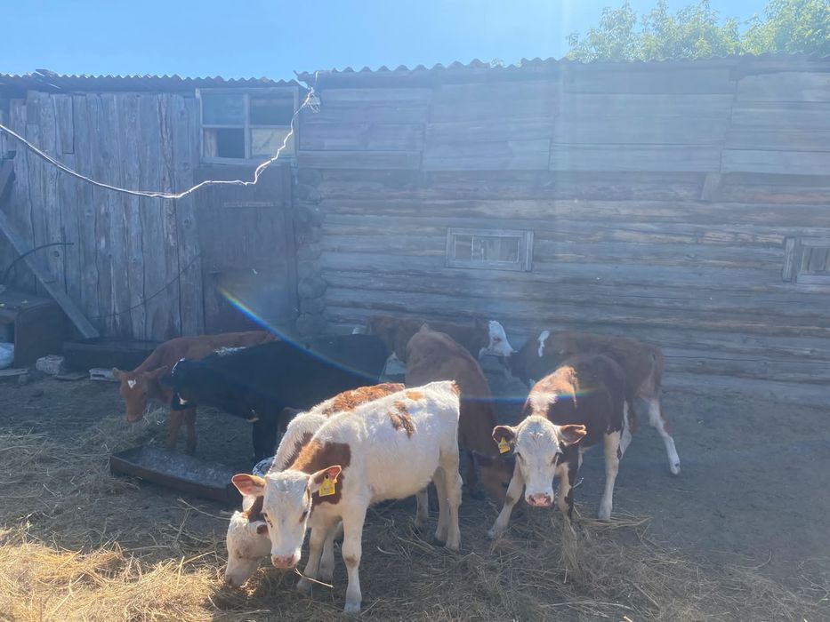Продам телят 8 голову.