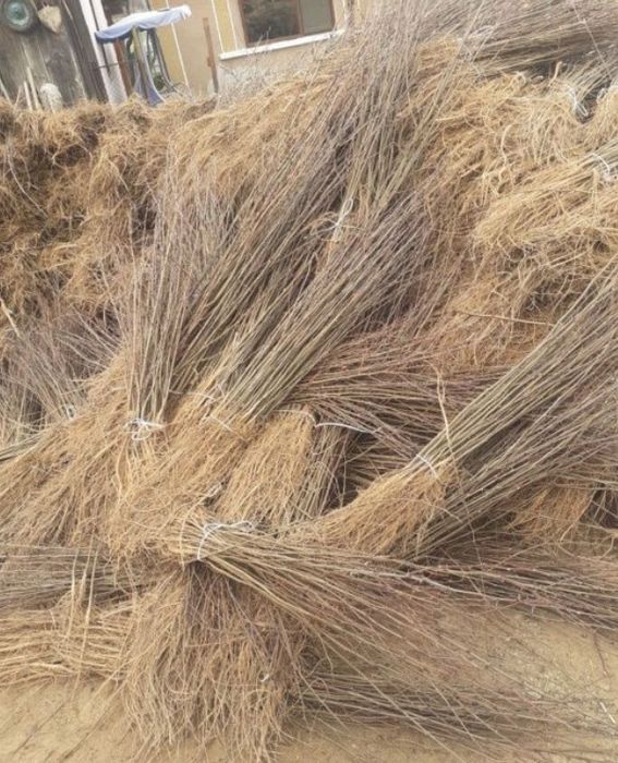 Doriti sa impaduriti cu puieti de salcam proaspăt recoltati