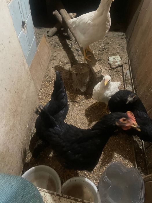 Agapovkada xususiy jinsiy aloqa elonlari