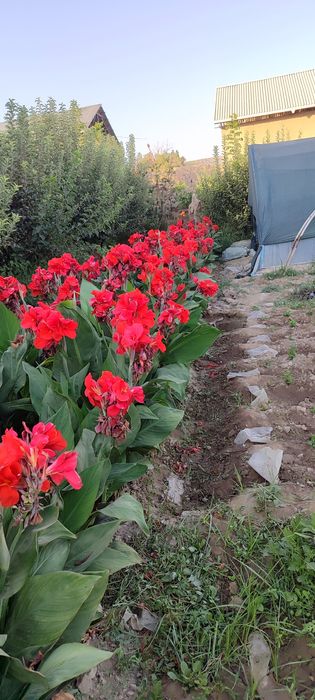 Kan gul shoyi gul kuchatlari