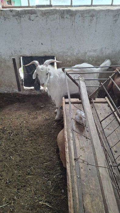 Animale domestice
