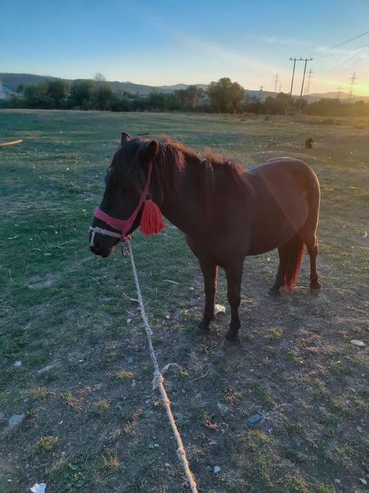 Vând poneița de trei ani gestanta acte în regula talie mare merge la atelaj cumințenie deosebita prietenoasa cu copii nu mușcă nu zvârle