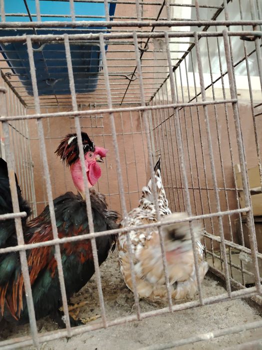 Pereche gaonusi pitice