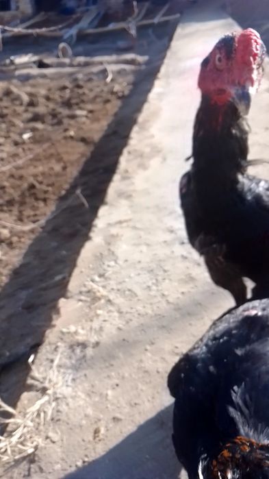 Куланги Даканг Хуроз урушадиган