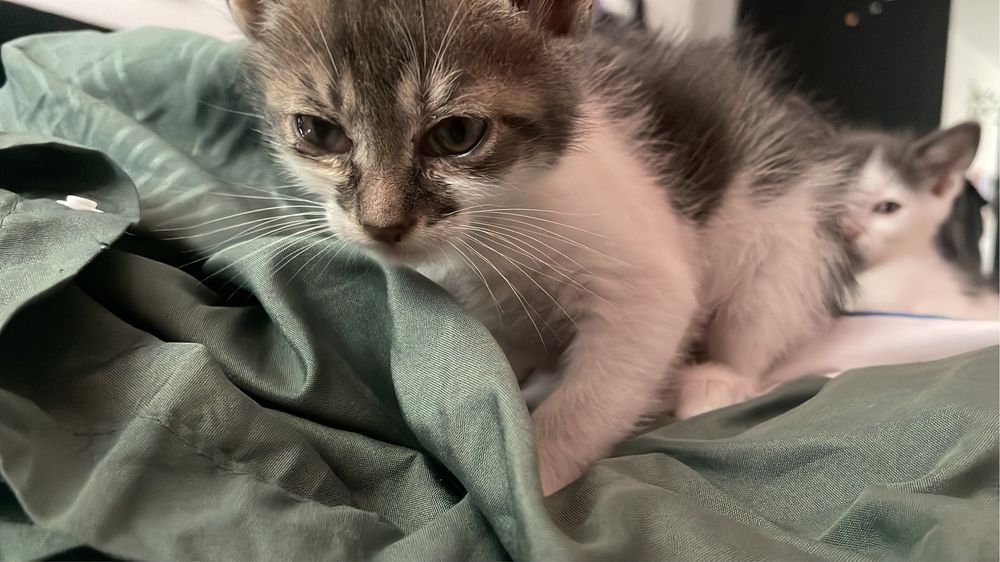 pisica spre adoptie