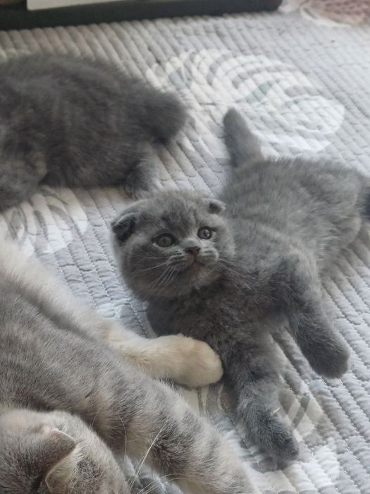 Продаются котята, 2 месяца. Шотландские  (фолд, страйт)