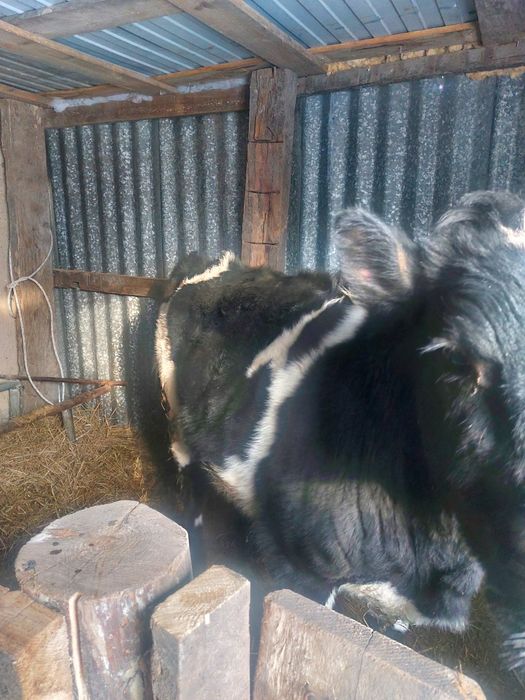 Продам Телку Галштинку