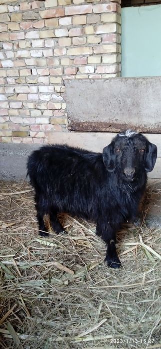 Ona bola echki sotiladi