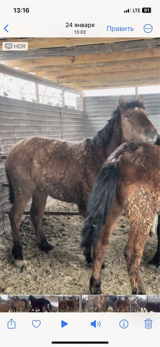 Жылкы еты байтал