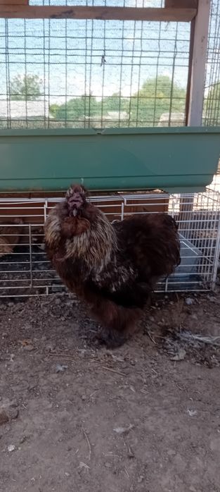 Cocoși de matase japoneză (silkie)de vanzare.