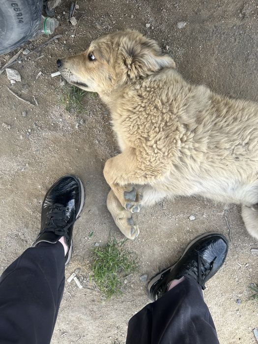 Добрые руки собачку отдам