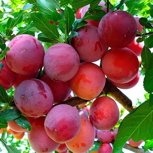 Продам дачный участок (дача)