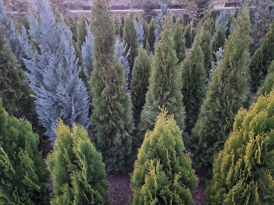 Tuia/  tuia smaragd/ buxus/ brad/ chamaecyparis
