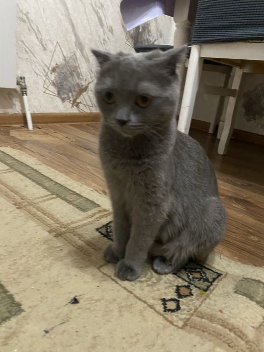 Продам шотланских вислоухих котят