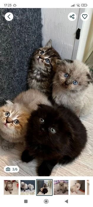 Шотландские котята