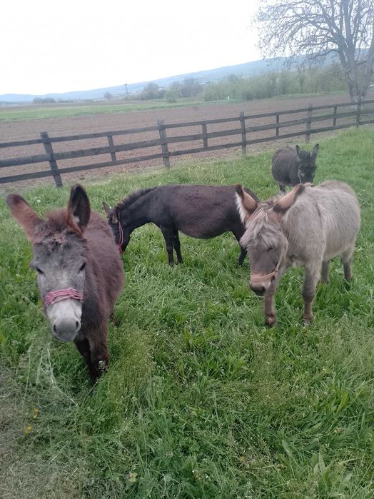 Vând familie de măgari 3 femele și un mascul