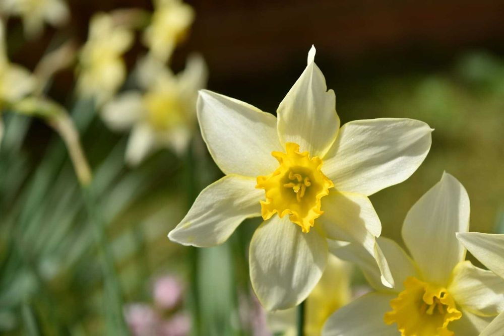 Продам садовые цветы