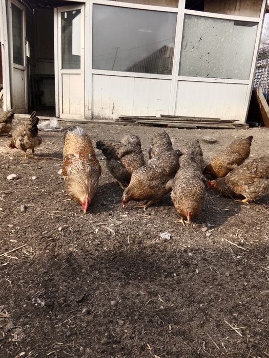 Инкубационный яицо Билефельдер.