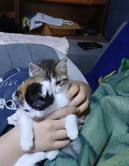 Котята веслоухий