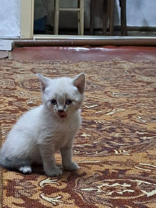 Отдам котят им 40 дней