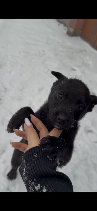 Малышка ищет дом срочно