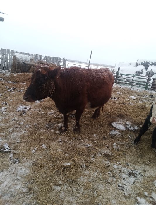 Продам стельных коров