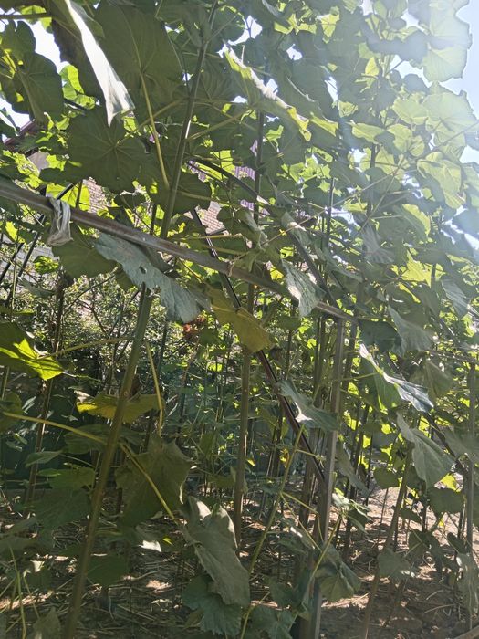 Павлония кучат дарахтлари сотилади