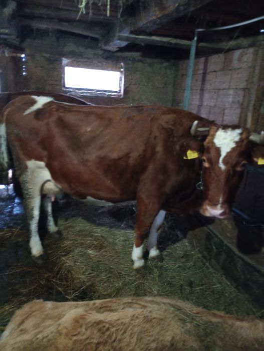 Vind vaca de 9 Ani și juninca