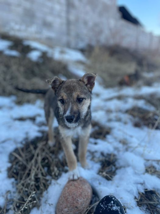 отдам щенка примерно 5 месяцев девочку