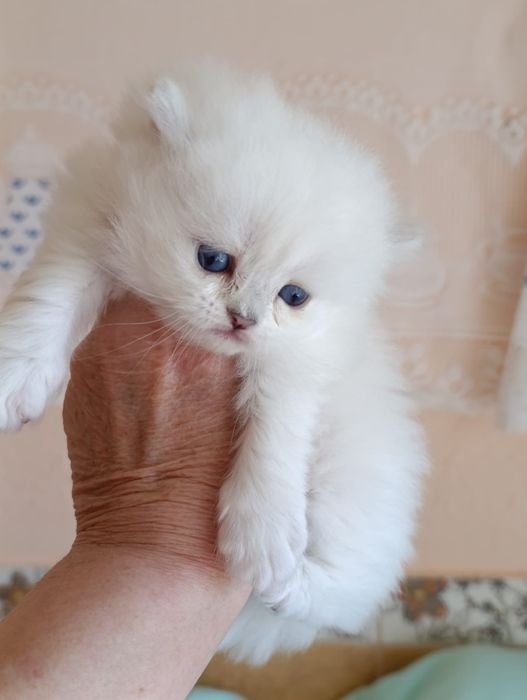 British Longhair  fetite.