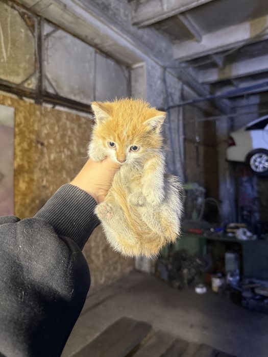 Котята отдам в хорошие руки