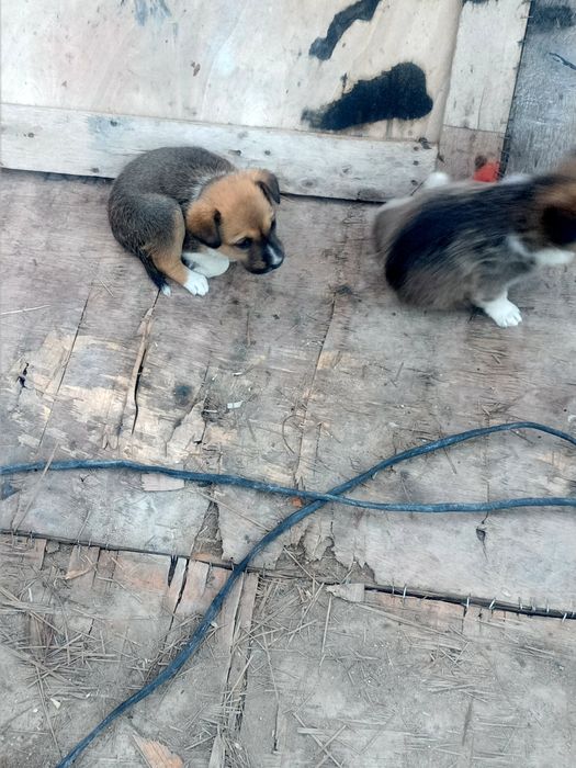 Отдам щенков,девочек