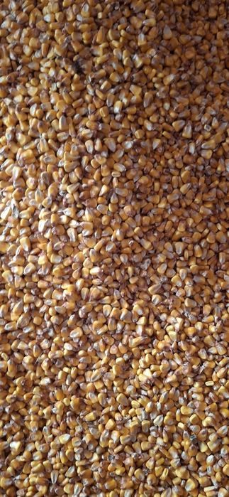 Grăunte de vânzare