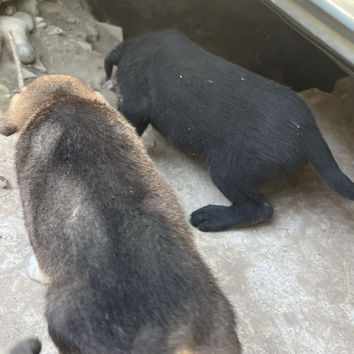 Күшіктер бесплатно