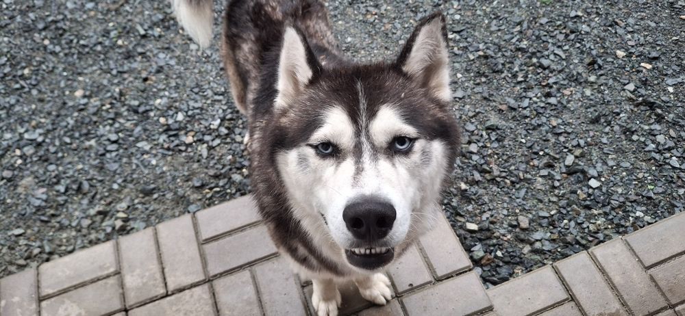 Donez Husky-Deva