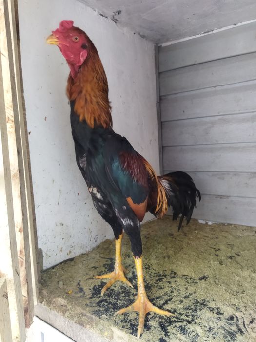 Бойцовские птицы