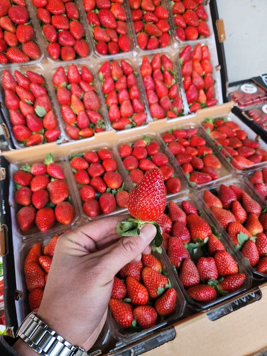 Свежая клубника (Египет)