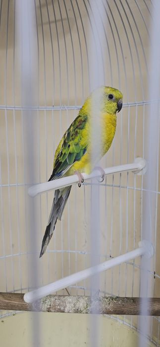 Певчий попугай атлас