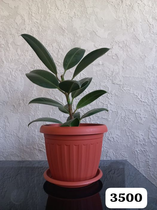 Цветы для вашего уюта