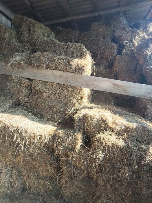 Vând baloti lucernă.