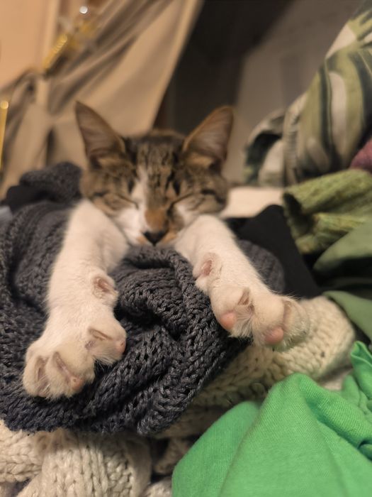 Подарявам женско коте ^^