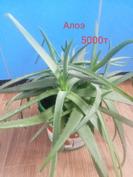 Комнатные растения