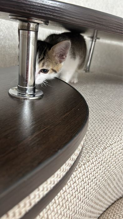 Отдадим котенка в хорошие руки
