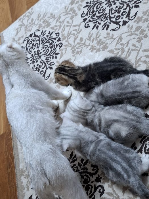 Шотландские котята