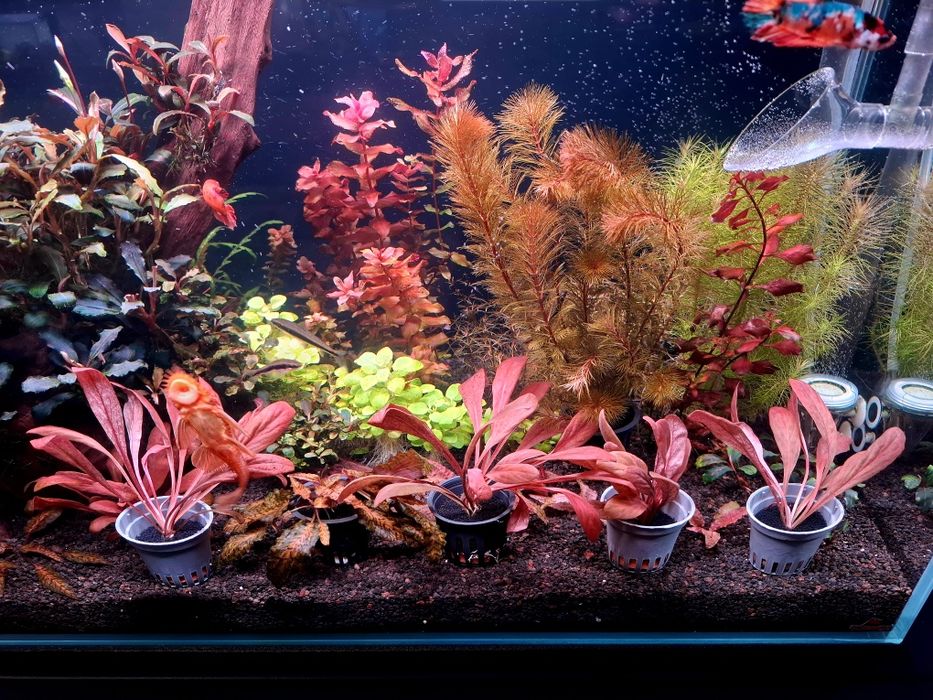 Vand plante pentru acvariu