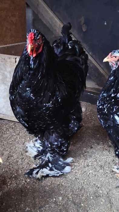 Familie Brahma bobat