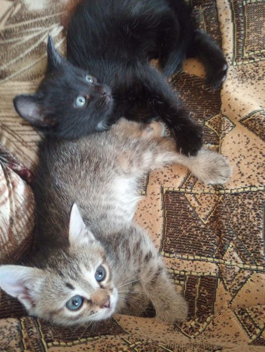 Котята, отдам в добрые руки